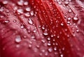 A close-up photograph of water drops on red leaf Royalty Free Stock Photo