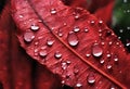 water drops on red leaf Royalty Free Stock Photo