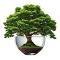 A large tree grows in a glass cup
