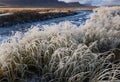 reeds at the lake