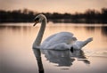 A Mute Swan Gliding on the Lake