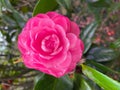 Hot pink Camellia sasanqua japonica flower Royalty Free Stock Photo