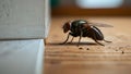 House fly on wooden floor. Housefly closeup. Home insect infestation. Royalty Free Stock Photo