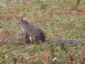 Squirrel sitting in the ground with back slightly turn Royalty Free Stock Photo