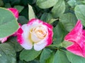 Hybrid Pink and white rose 3.8 Royalty Free Stock Photo