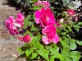 Rose shrub in pink 3.37 Royalty Free Stock Photo