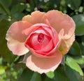 Rose bud flower in pink 3.26 Royalty Free Stock Photo