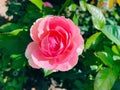 Baby pink shrub rose 3.23 Royalty Free Stock Photo