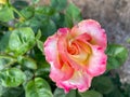 Hybrid rose shrub flower in white and pink 3.14 Royalty Free Stock Photo