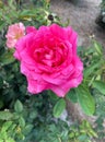 Shrub rose pink in color 3.4 Royalty Free Stock Photo