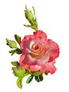 Rose flower and flower bud in white background 3.89 Royalty Free Stock Photo