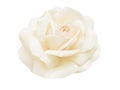White Rose not fully bloomed isolated on white Royalty Free Stock Photo