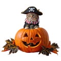 Cute gray halloween kitten in a pirate costume Royalty Free Stock Photo