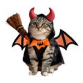 Halloween kitten in a Batman costume Royalty Free Stock Photo
