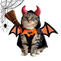 Halloween gray kitten in a Batman costume Royalty Free Stock Photo
