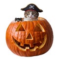 Cute Halloween gray cat dressed in a pirate costume Royalty Free Stock Photo