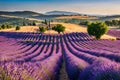 Their green foliage stands out against the purple lavender. Royalty Free Stock Photo