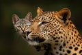 Leopard and Cat - An Unexpected Encounter Royalty Free Stock Photo