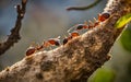Ants help biting green leaf to build nest. Royalty Free Stock Photo