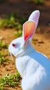 A close-up of a white rabbit with vibrant pink ears, setting of brown dirt and green grass. wallpaper for phone. Royalty Free Stock Photo