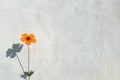 A small yellow flower on the white cement wall background. Minimal natural background. Royalty Free Stock Photo