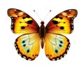 Butterfly with natural colors ,Open Wings on White Background Royalty Free Stock Photo