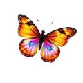 Butterfly with natural colors ,Open Wings on White Background Royalty Free Stock Photo