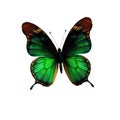 Butterfly with natural colors ,Open Wings on White Background Royalty Free Stock Photo