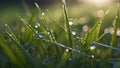 Macro Shot of Glistening Morning Dew on Wildflower Petals and Grass Royalty Free Stock Photo