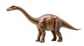 Brachiosaurus dinosaur model with long neck on white background Royalty Free Stock Photo