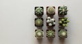 Minimal Top View of Small Potted Cacti on Neutral Surface with Clean Empty Space for Text Royalty Free Stock Photo