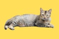 Adorable gray cat sitting against a solid yellow background Royalty Free Stock Photo