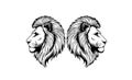 Two lion head sketch vector illustrations, majestic wild animal outline design for artwork use Royalty Free Stock Photo