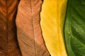 Natural Leaf Color Progression Background Royalty Free Stock Photo
