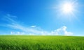 A vast, green grassy field extends toward the horizon under a clear blue sky Royalty Free Stock Photo