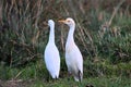 Two cattle egrets (Bubulcus ibis) stand in a grassy wetland area Royalty Free Stock Photo