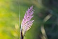 Close-up of a Purple Moor Grass (Molinia caerulea) with delicate feathery plumes tinged in shades Royalty Free Stock Photo