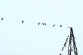 Silhouetted birds perch on a power line and a metal tower against a light sky. Royalty Free Stock Photo