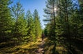 A person walks along a narrow dirt path through a dense forest of young pine trees generative ai Royalty Free Stock Photo