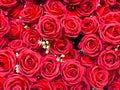 Malaysia November 2 2025 â Close-up of Fresh Red Roses with White Flower Accents Royalty Free Stock Photo