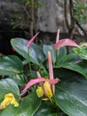 Flamingo Flower (Anthurium) Pink Anthurium, or Painter\'s Palette Royalty Free Stock Photo