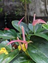 Beautiful Flamingo Flower (Anthurium) Pink Anthurium Royalty Free Stock Photo
