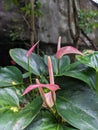 Beautiful Flamingo Flower (Anthurium) Pink Anthurium, or Painter\'s Palette Royalty Free Stock Photo