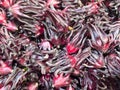 Close-Up of Roselle Calyces with Deep Red Color and Fleshy Spiky Petal Texture Royalty Free Stock Photo