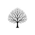 Detailed Leafless Winter Tree Silhouette with Intricate Branches Royalty Free Stock Photo