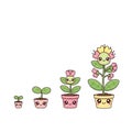 Stages of a kawaii flower growing from a seed to a full bloom in cute pots on a white background Royalty Free Stock Photo