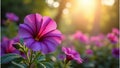 Bright Purple Petunia Garden Bathed in Soft Golden Sunlight Royalty Free Stock Photo