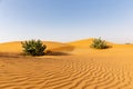 Untouched desert landscape with rippled sand dunes and two Apple of Sodom plants.