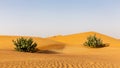 Untouched desert landscape with rippled sand dunes and two Apple of Sodom Calotropis procera bushes, United Arab Emirates