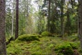 Untouched forest with moss covered floor Royalty Free Stock Photo